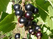 Смородина черная