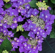 Гортензия крупнолистная 'Пурпурный шар'