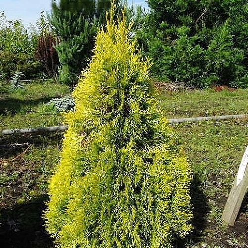 Туя западная 'Филипс Мэджик Момент'