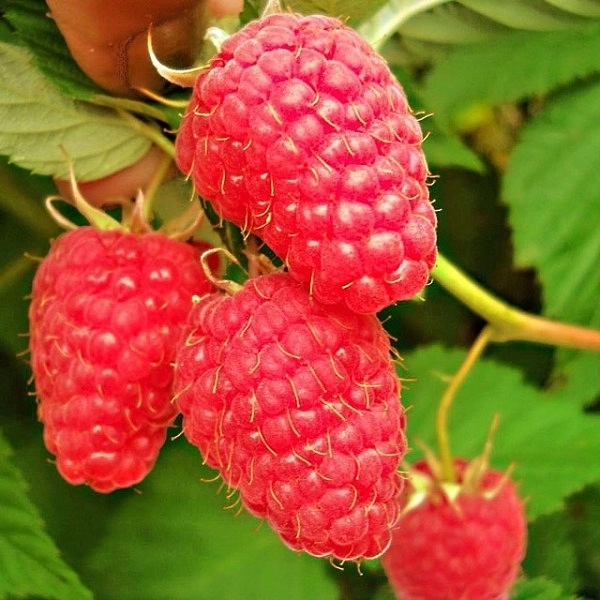 Малина 'Маросейка'