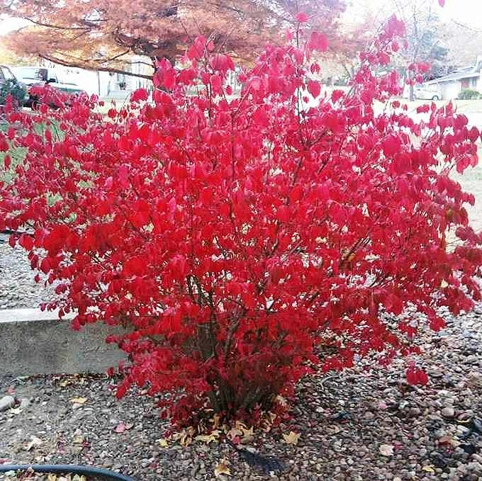 Бересклет крылатый 'Блейд Раннер' Бересклет крылатый 'Блейд Раннер'