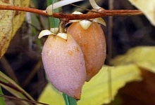 Актинидия полигама 'Желтое веретено'