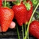 Земляника (клубника) 'Сирия'