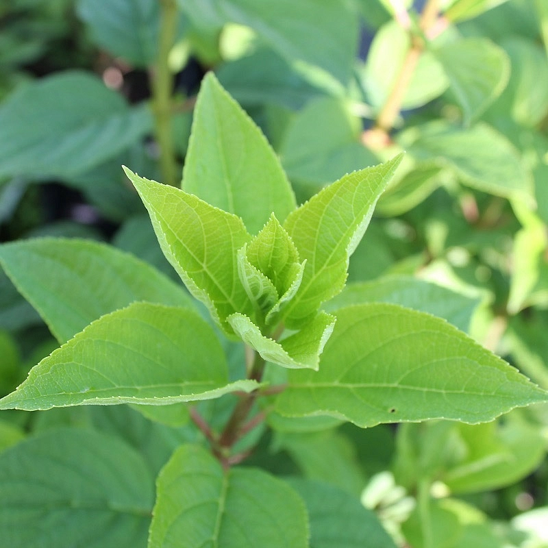 Гортензия метельчатая 'Лаймлайт'