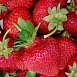 Земляника (клубника) 'Камрад'