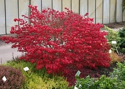 Бересклет европейский 'Рэд Каскад' Бересклет европейский 'Рэд Каскад'