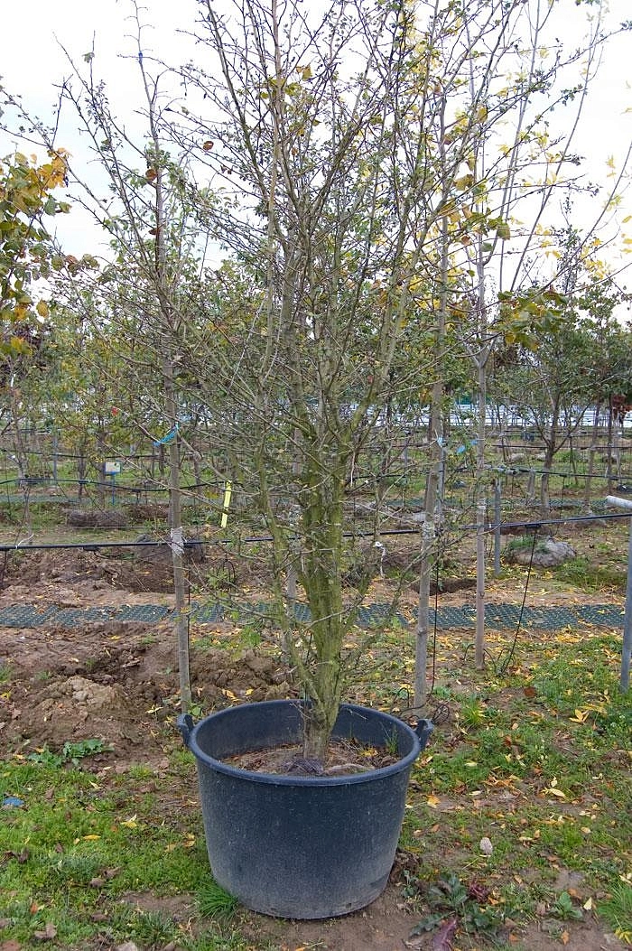 Боярышник средний 'Паульс Скарлет'