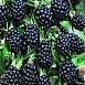Ежевика 'Полар'