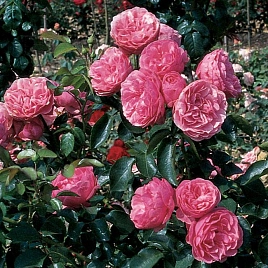Роза 'Леонардо да Винчи' (флорибунда) (розовая)