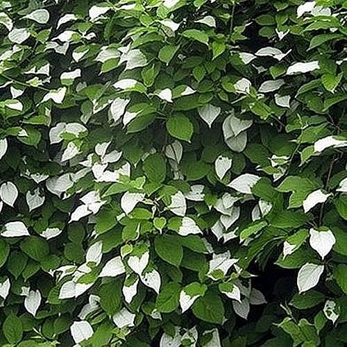 Актинидия полигама 'Узорчатый' (муж,)