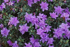 Рододендрон плотный 'Рамапо' (фиолетовый)