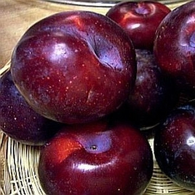 Слива 'Кооперативная'