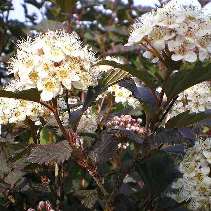 Пузыреплодник калинолистный 'Диаболо'