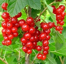 Смородина красная 'Чулковская'