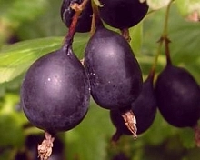 Крыжовник 'Черный негус'