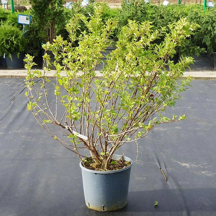 Пузыреплодник калинолистный 'Наггет'