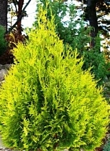 Туя западная 'Санкист'