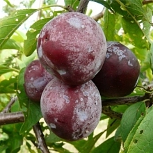 Слива 'Гармония'