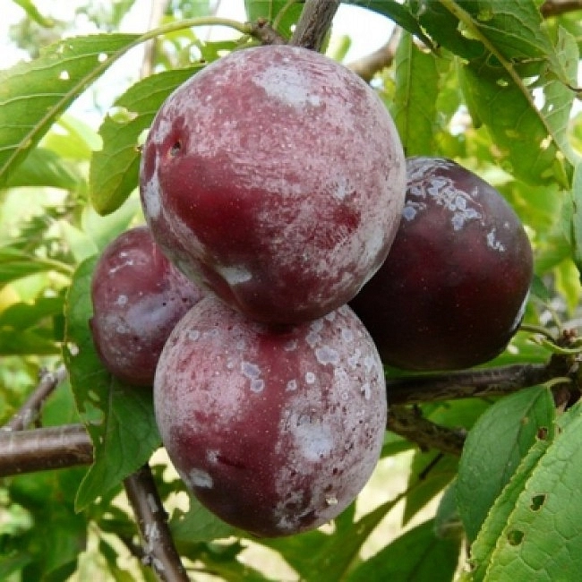 Слива 'Гармония'