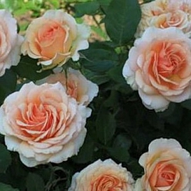Роза 'Таити' (чайно-гибридная) (персиковая)