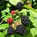 Ежевика 'Чероки'