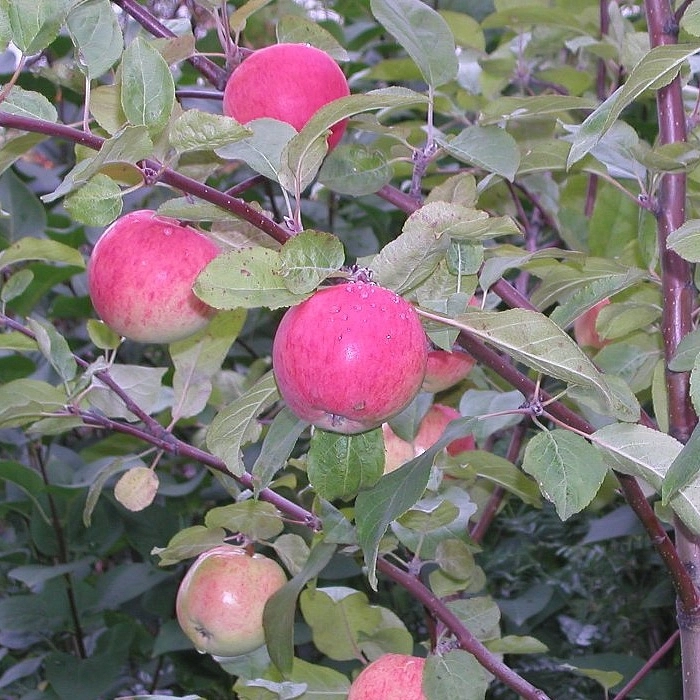 Яблоня домашняя 'Брусничное'