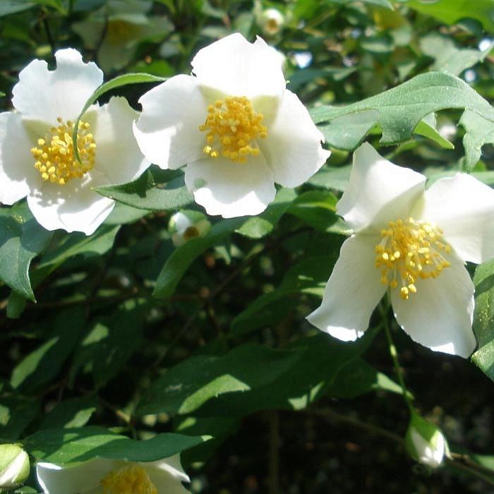 Чубушник 'Мон Блан'