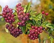 Рябина плодовая 'Ликерная'