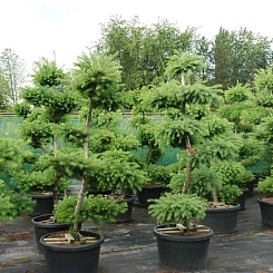 Лиственница тонкочешуйчатая бонсай