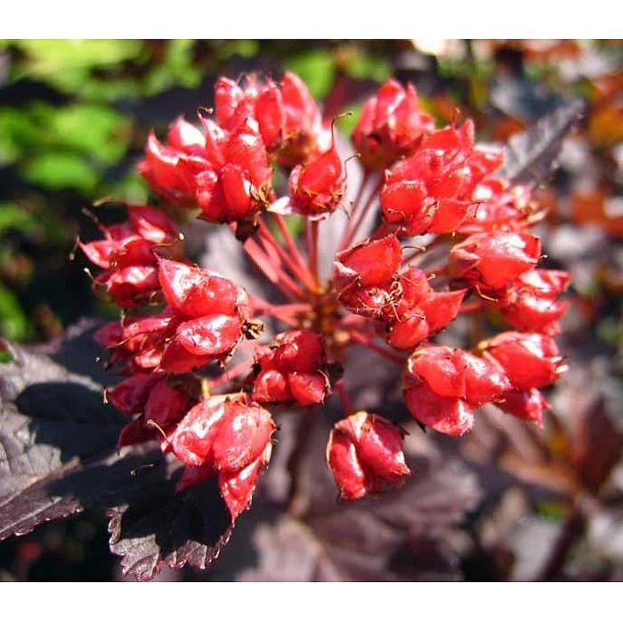 Пузыреплодник калинолистный 'Диаболо'