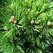 Сосна гельдрейха (Pinus leucodermis)