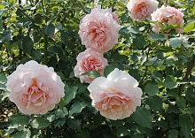 Роза 'Роберто Капуччи' (чайно-гибридная) (нежно-розовый)