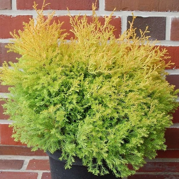 Туя западная 'Рейнголд'