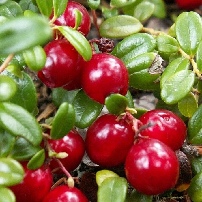 Клюква крупноплодная 'Ховес'