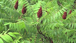Сумах оленерогий (уксусное дерево)