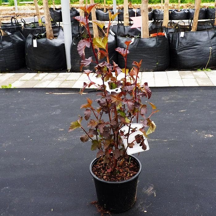 Пузыреплодник калинолистный 'Диаболо'