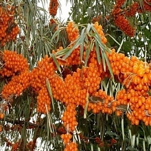 Облепиха 'Иня'