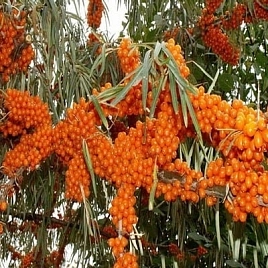 Облепиха 'Иня'