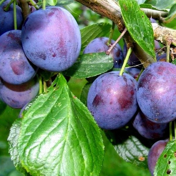 Слива 'Поздняя красавица'