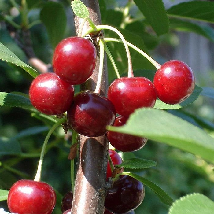 Вишня обыкновенная 'Быстринка'