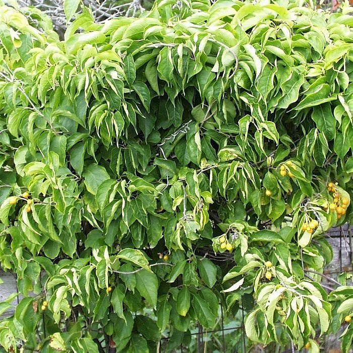 Древогубец вьющийся (американский)