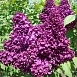 Сирень обыкновенная 'Индия' (фиолетово - розовая)