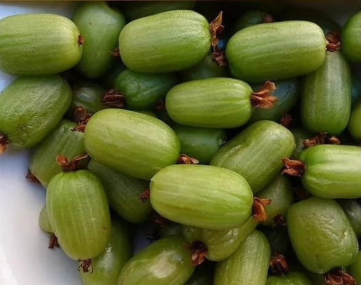 Актинидия Коломикта 'Фестивальный'