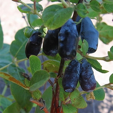 Жимолость съедобная 'Пташка'