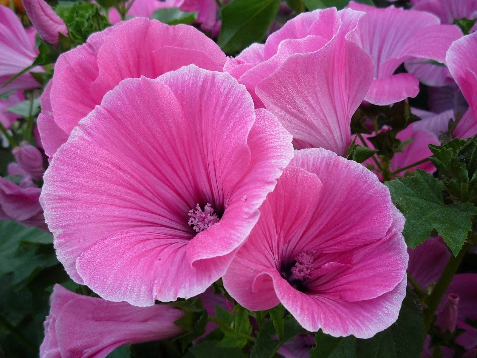 Семена Лаватера