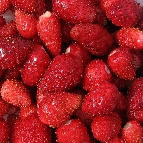 Земляника (клубника) 'Милан'