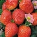 Земляника (клубника) 'Всемирный Дебют'