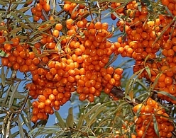 Облепиха 'Елизавета'
