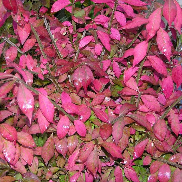 Бересклет крылатый 'Компакта'