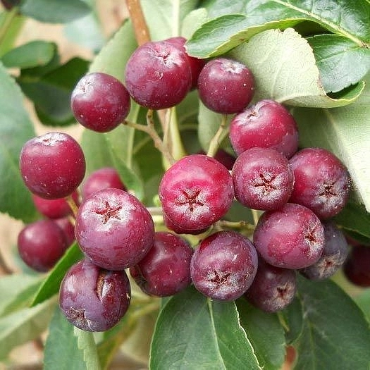 Рябина плодовая 'Рубиновая'